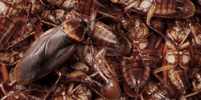 Private Credit in the Spotlight: Where there is one cockroach...